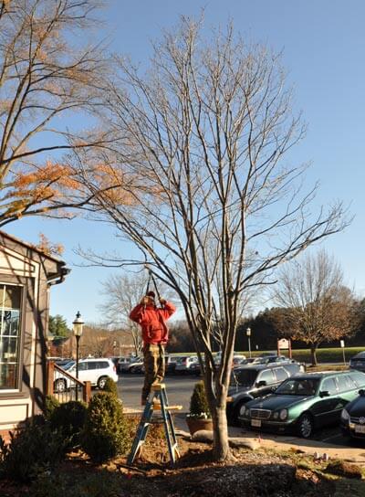 image of new tree at the Adeler Jewelers Showroom