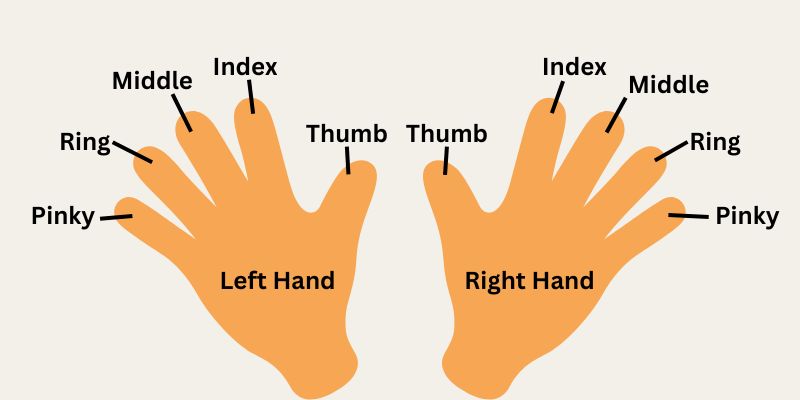 Diagram of Fingers for wearing rings on different fingers