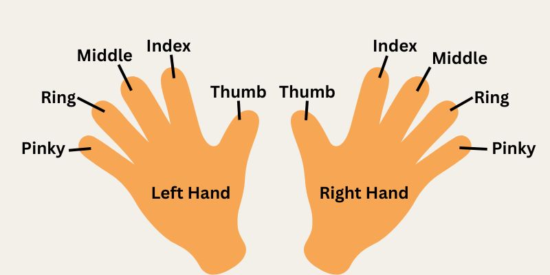 What does the length of our index finger proportional to the ring finger  tell us? - Quora