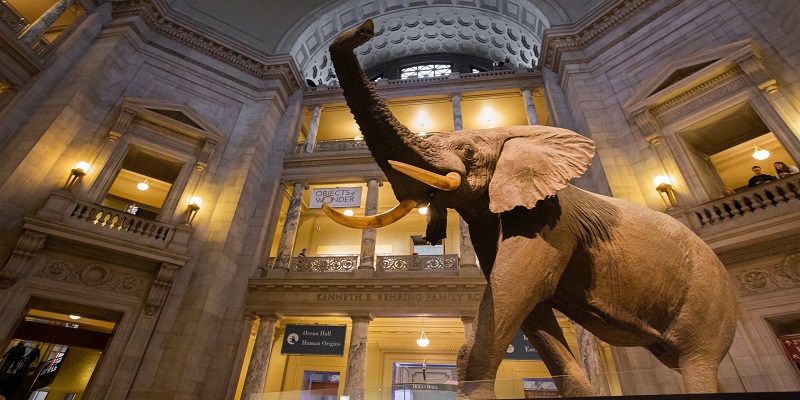 National Museum of natural history a museum to visit as a Family Friendly Northern Virginia Activity