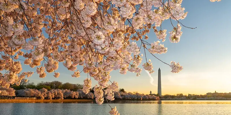The cherry blossoms in DC in full bloom, with the Washington monument behind them.