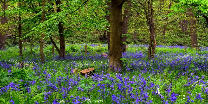 Picture of the beautiful bluebells in the grass of the river bend.